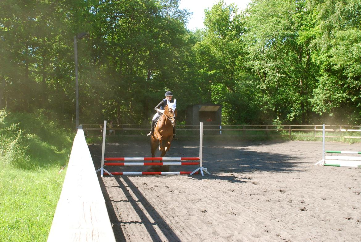 Dansk Varmblod Carmen Electra - Carmen til Spring d. 5 Juni  billede 19