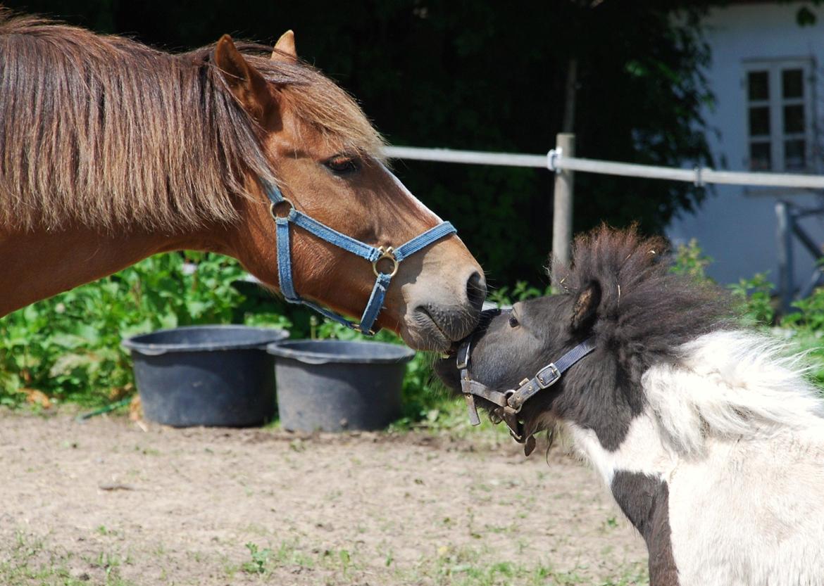 Miniature Shetlænder lille hesten - mine små drengerøvs homies<3 billede 15