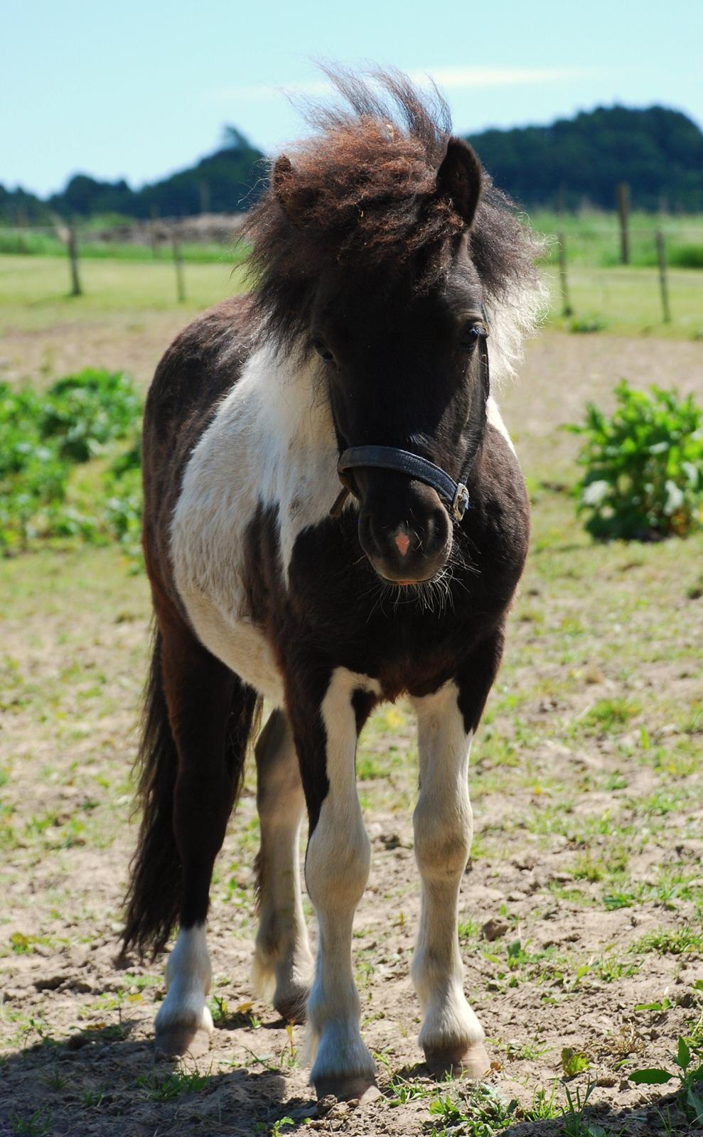 Miniature Shetlænder lille hesten - han er blevet så smuk!  billede 13