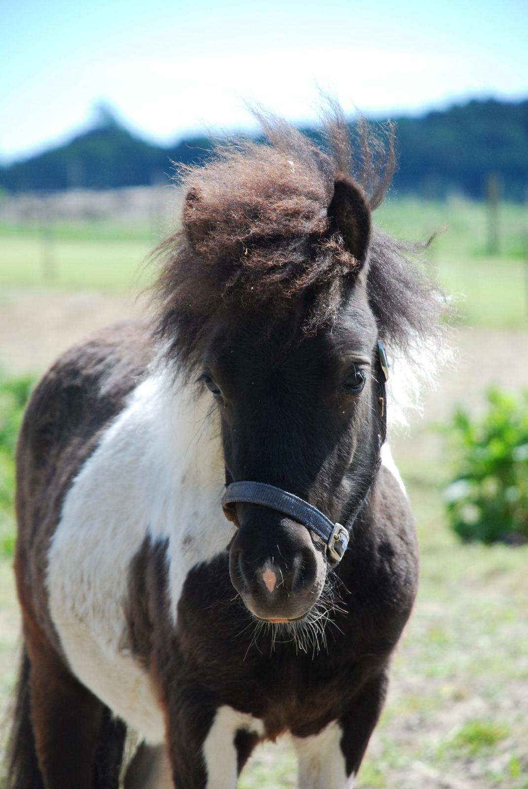 Miniature Shetlænder lille hesten - d. 5 juni 2013 foto: mig billede 4