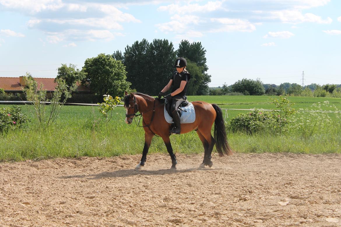 Welsh Pony (sec B) Rakt's Britney solgt - Dressur til  springning billede 5