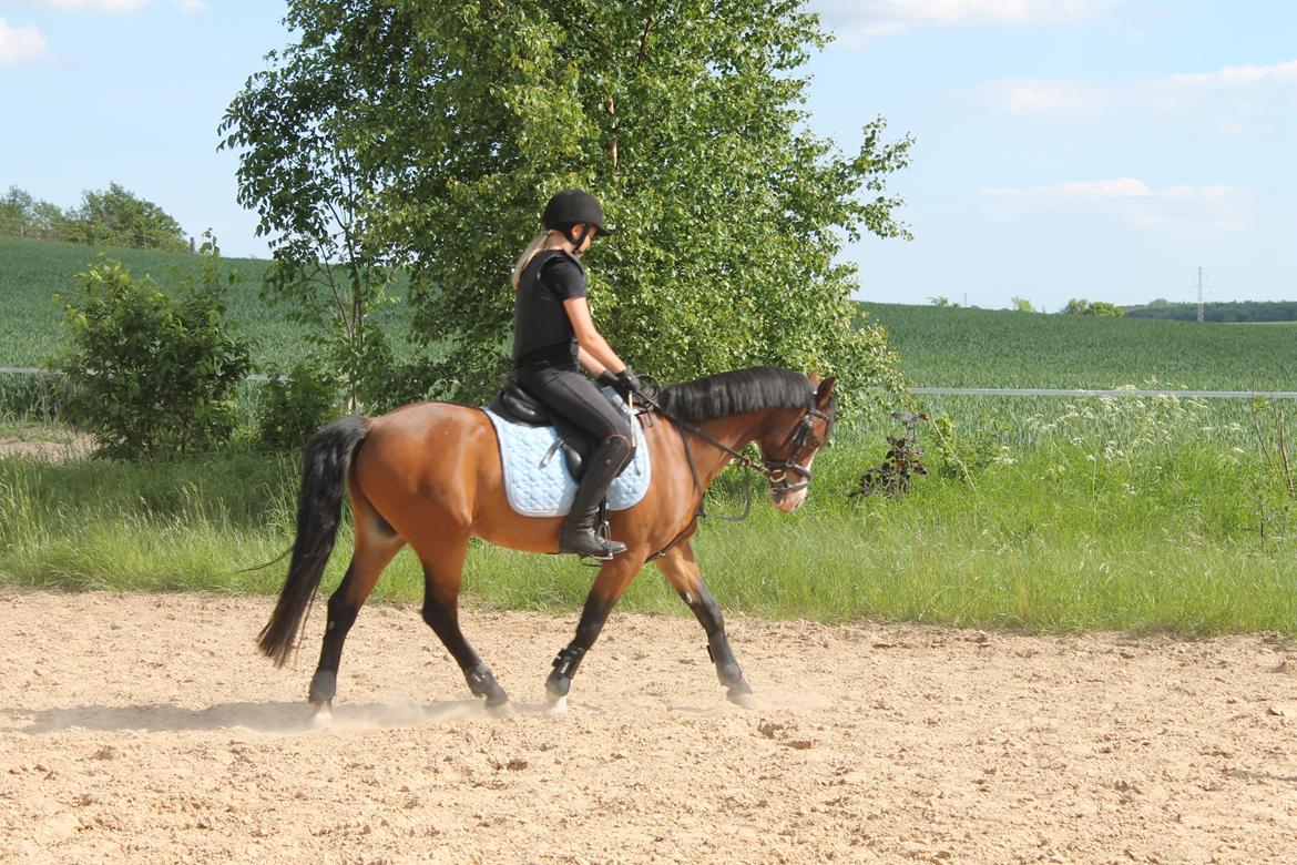 Welsh Pony (sec B) Rakt's Britney solgt - Dressur til  springning billede 6