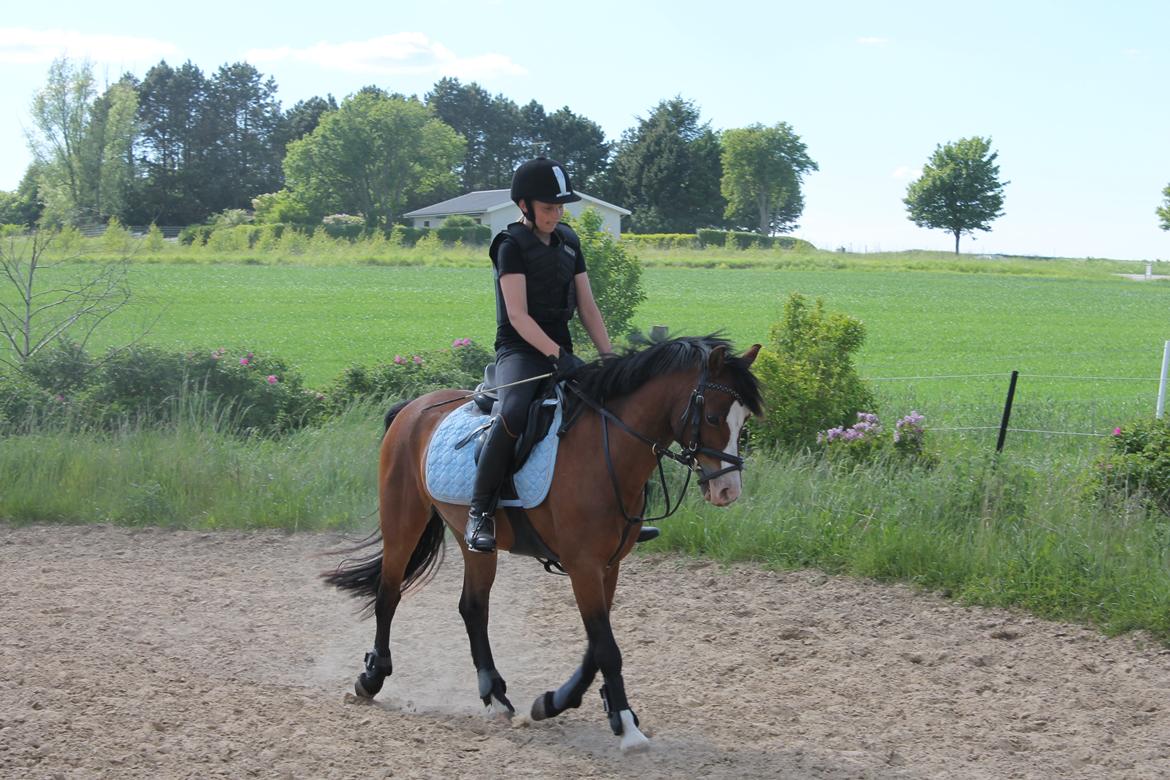 Welsh Pony (sec B) Rakt's Britney solgt - Dressur til springning billede 3