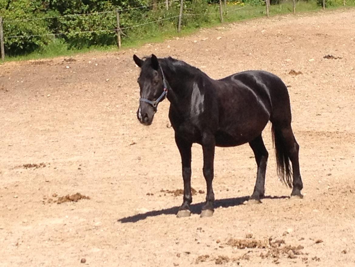 Oldenborg Sarah billede 4