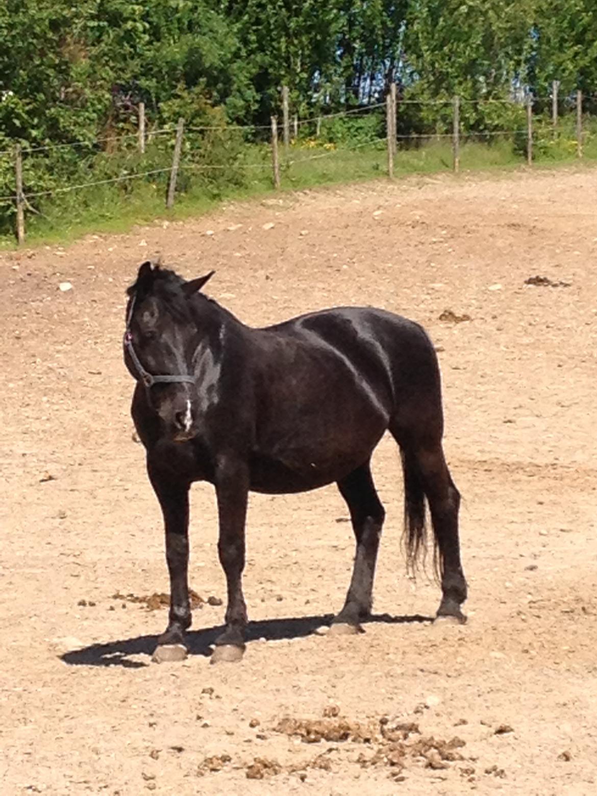 Oldenborg Sarah billede 5