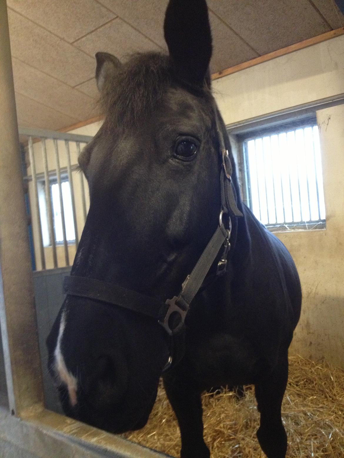 Oldenborg Sarah billede 7