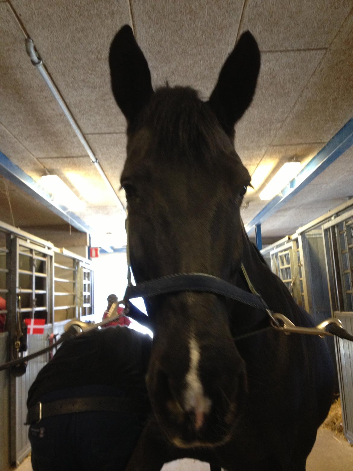 Oldenborg Sarah billede 8