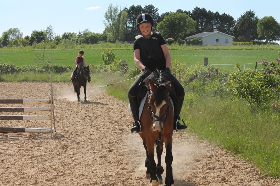 Welsh Pony (sec B) Rakt's Britney solgt - Dressur til  springning billede 7