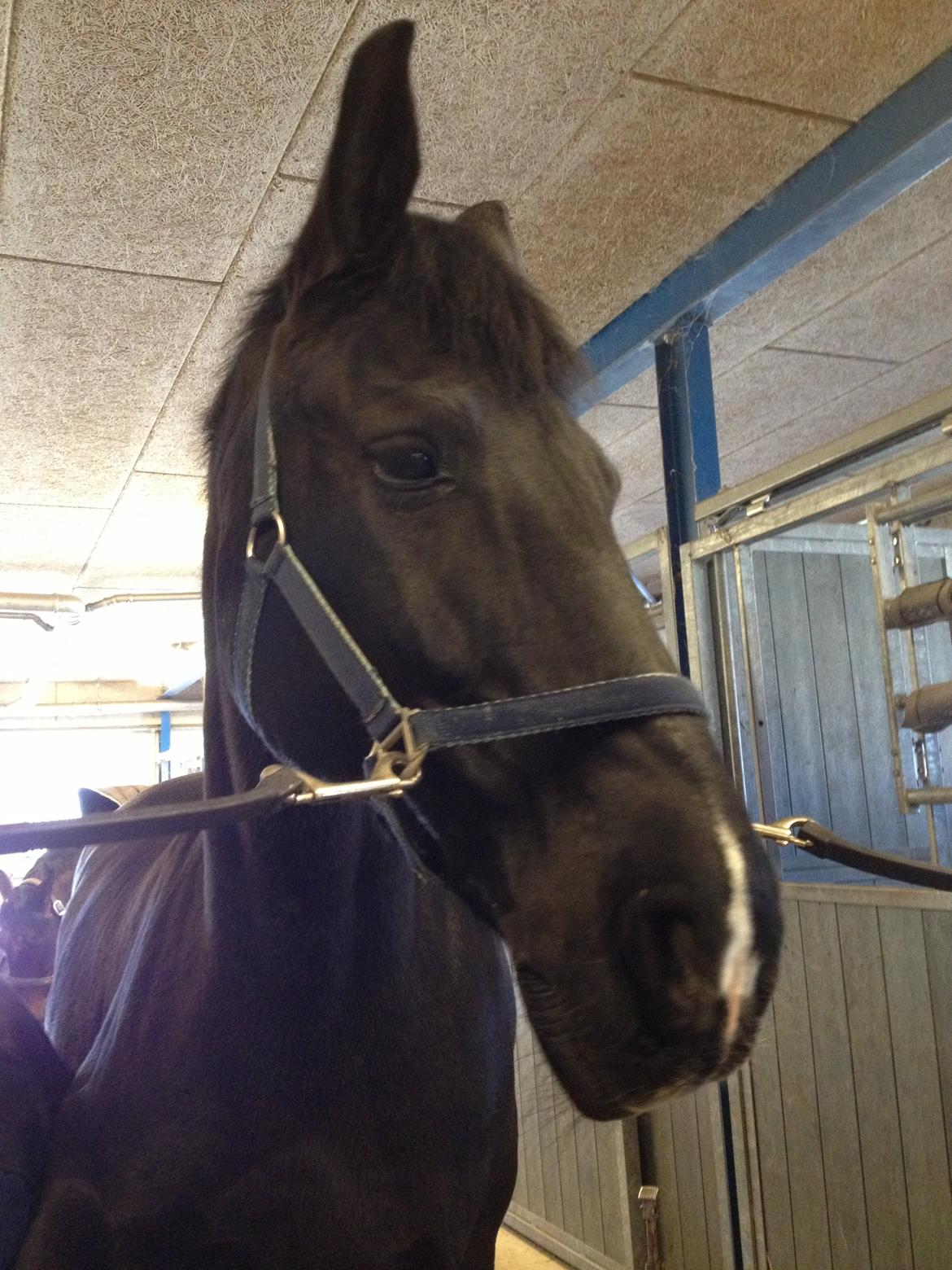 Oldenborg Sarah billede 9