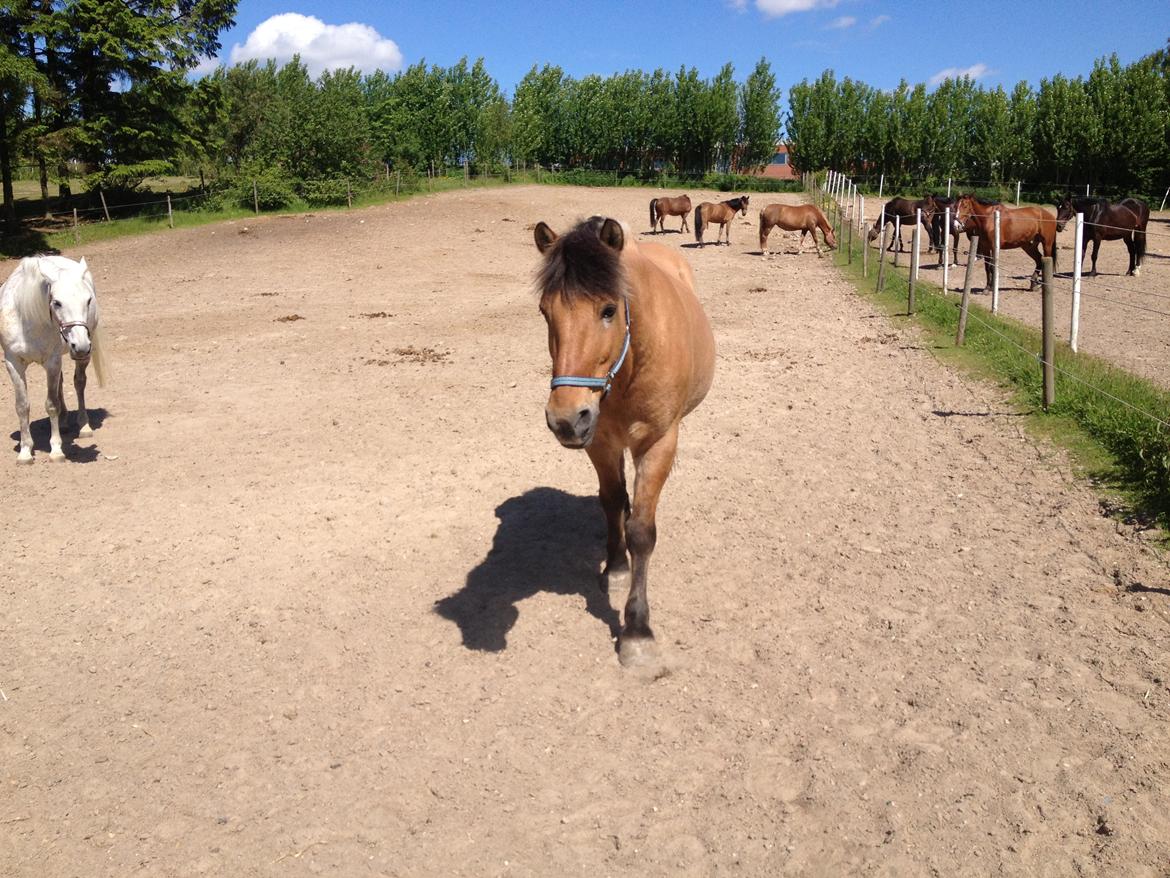 Anden særlig race Thor billede 6