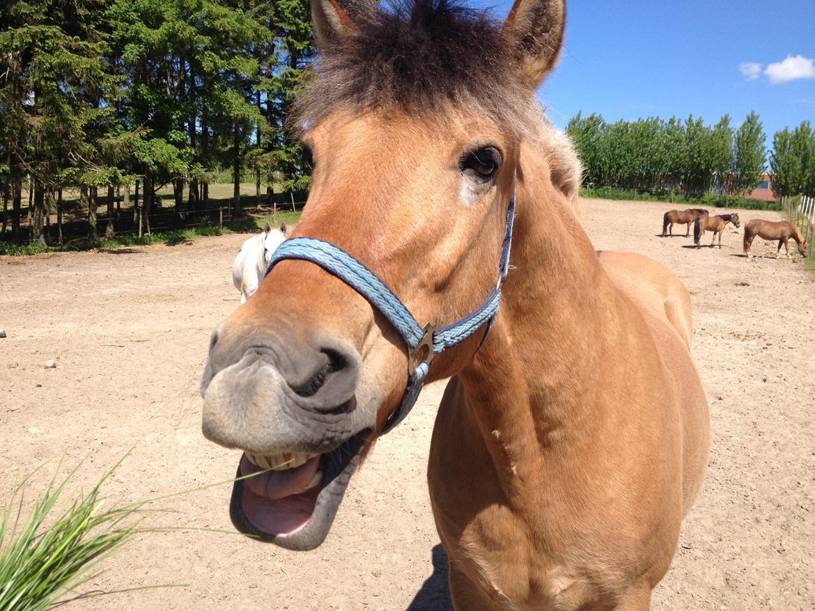 Anden særlig race Thor billede 7