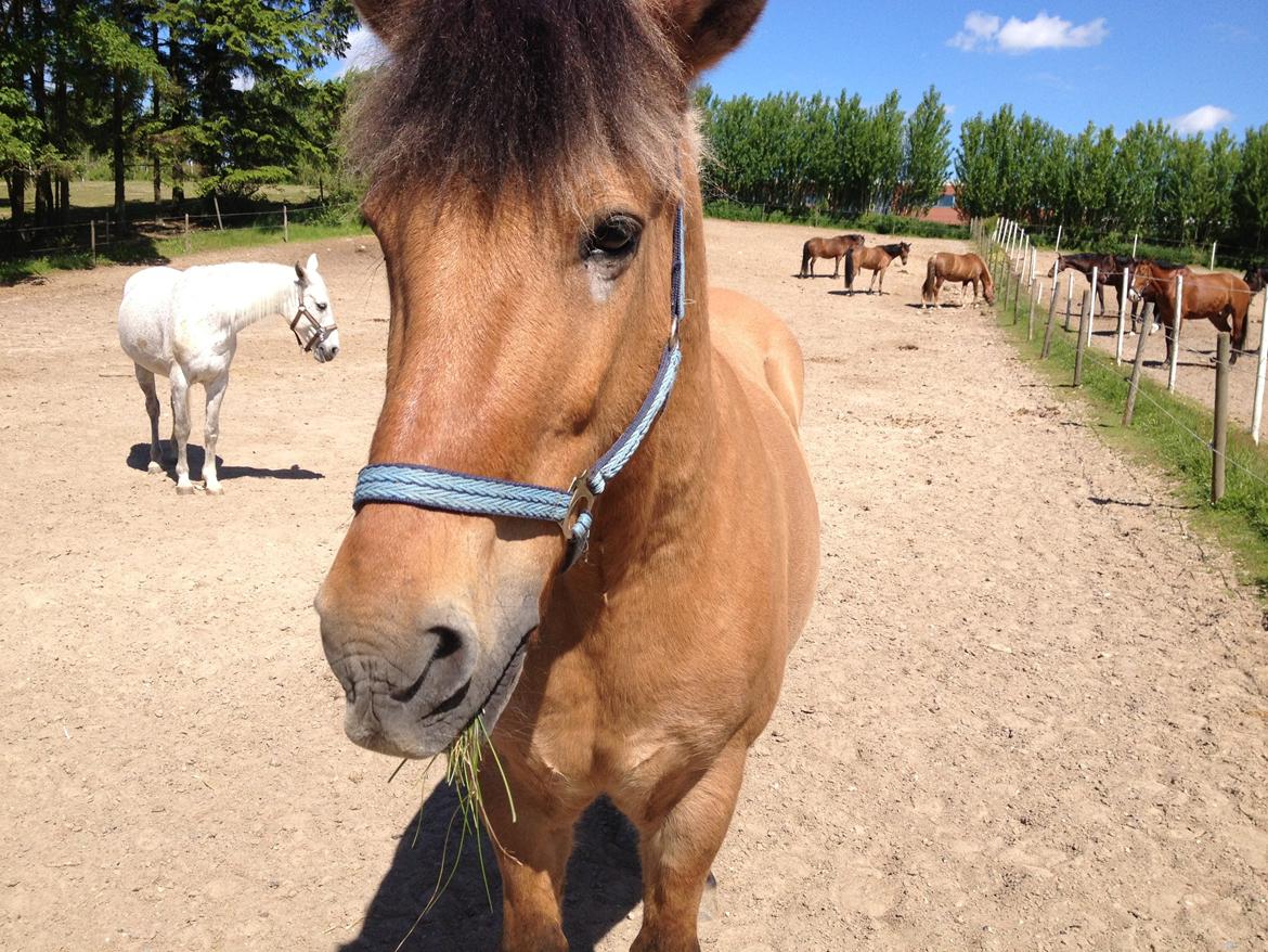 Anden særlig race Thor billede 8