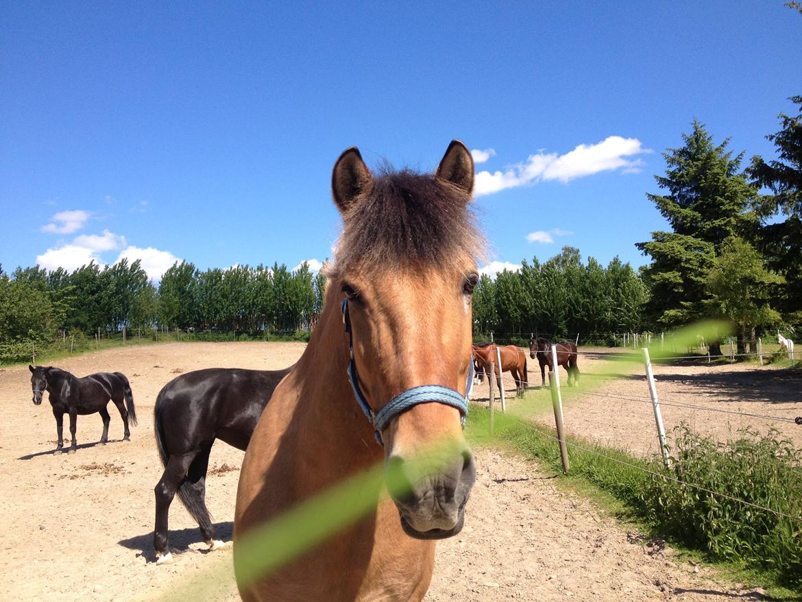 Anden særlig race Thor billede 9