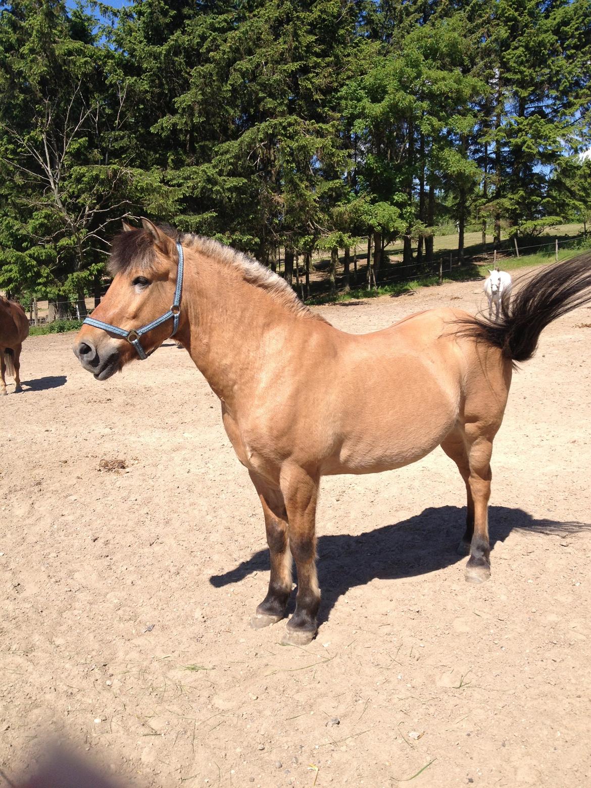 Anden særlig race Thor billede 10