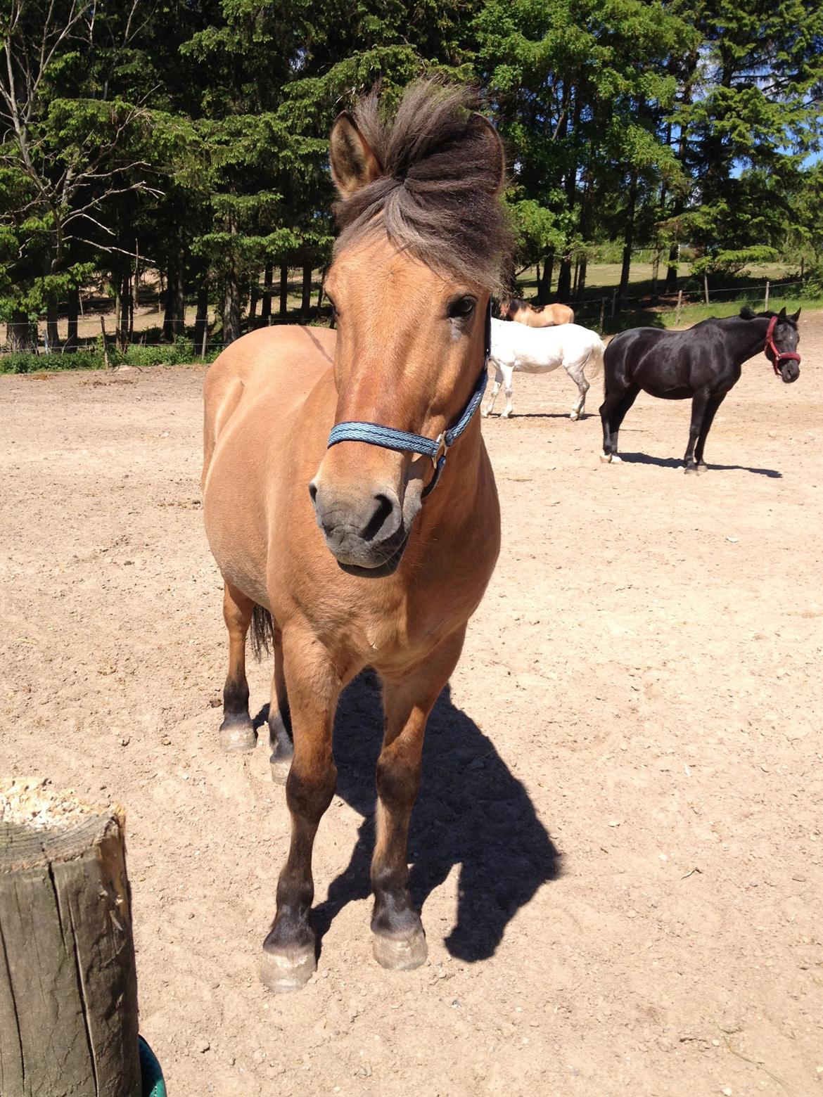 Anden særlig race Thor billede 11