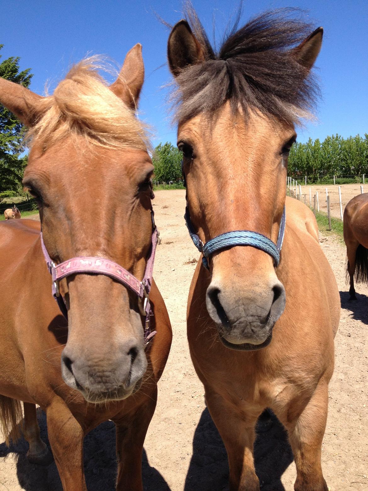 Anden særlig race Thor billede 12
