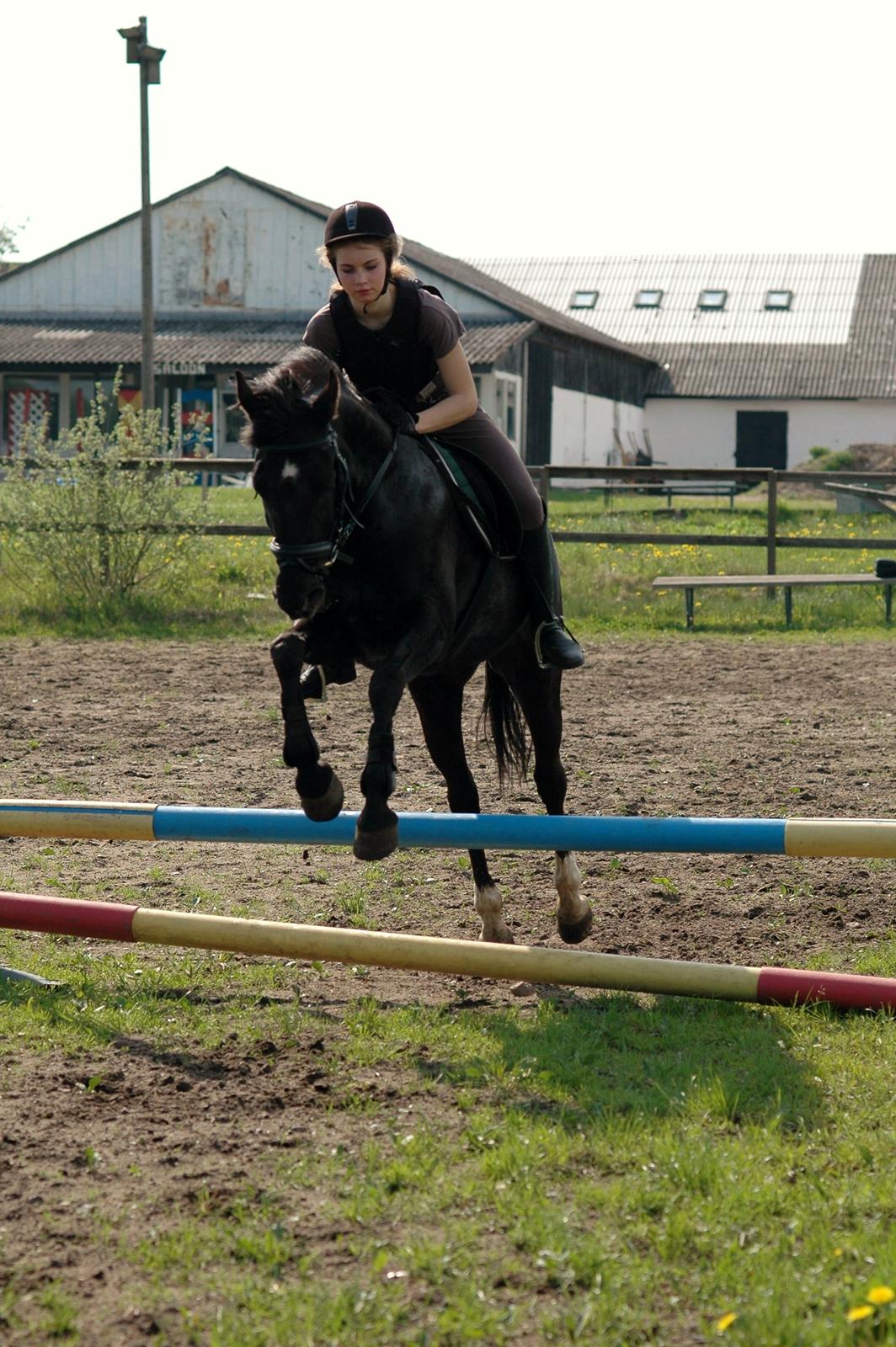 Hollandsk Sportspony La-Petit Fleur - Et lille spring som belønning efter en god dressurtime :) billede 3