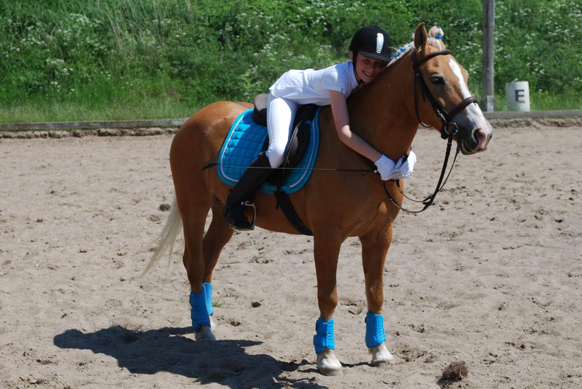 Haflinger Sissi - 69% i LC1 rigtig hyggeligt lille stævne<3
Juni 2013 billede 4