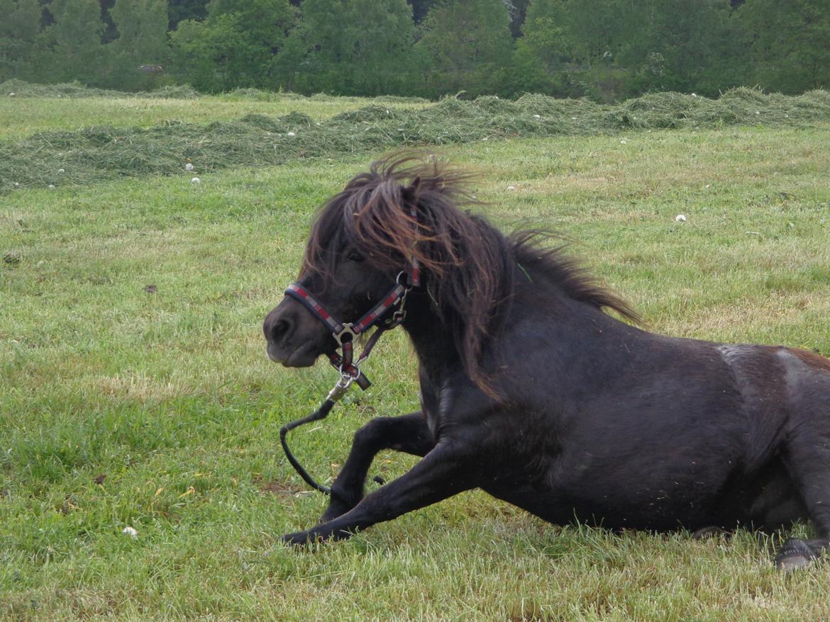 Shetlænder Milimeter billede 10