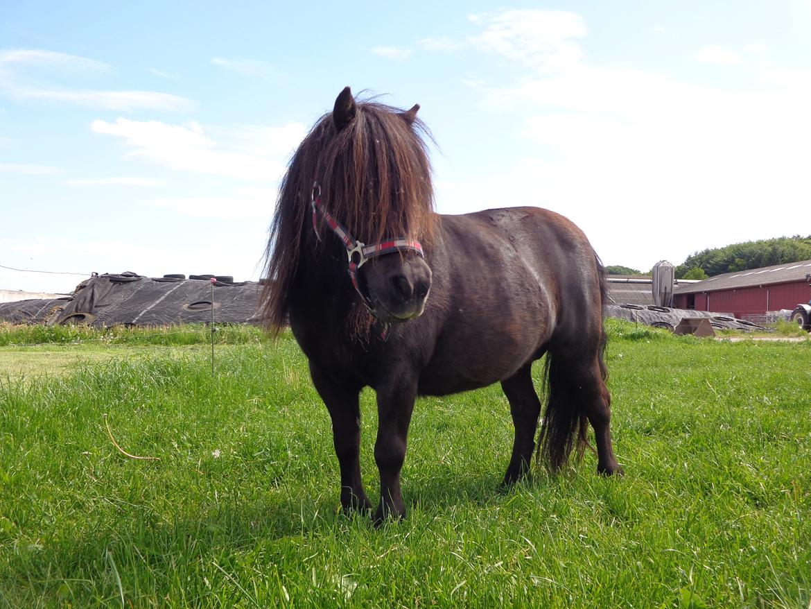 Shetlænder Milimeter billede 13
