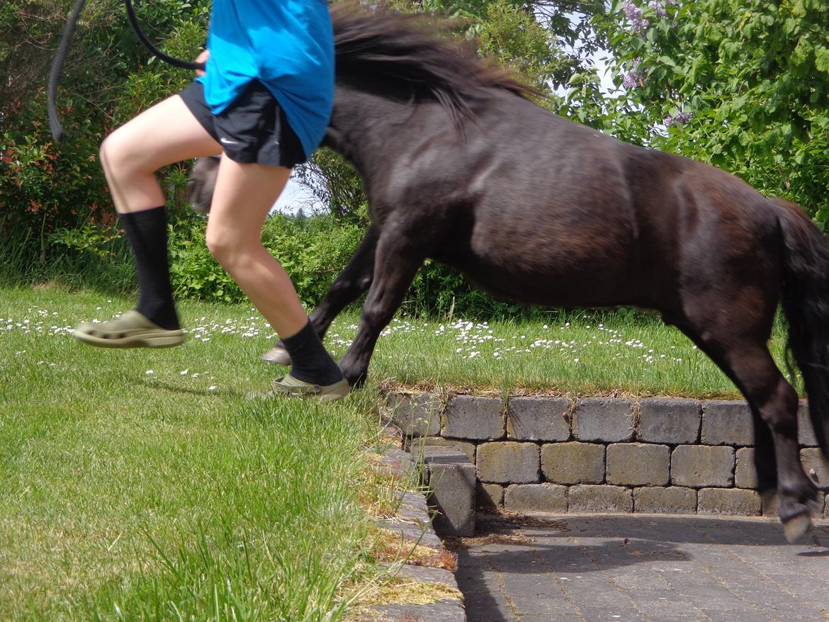 Shetlænder Milimeter - Så sej! billede 11