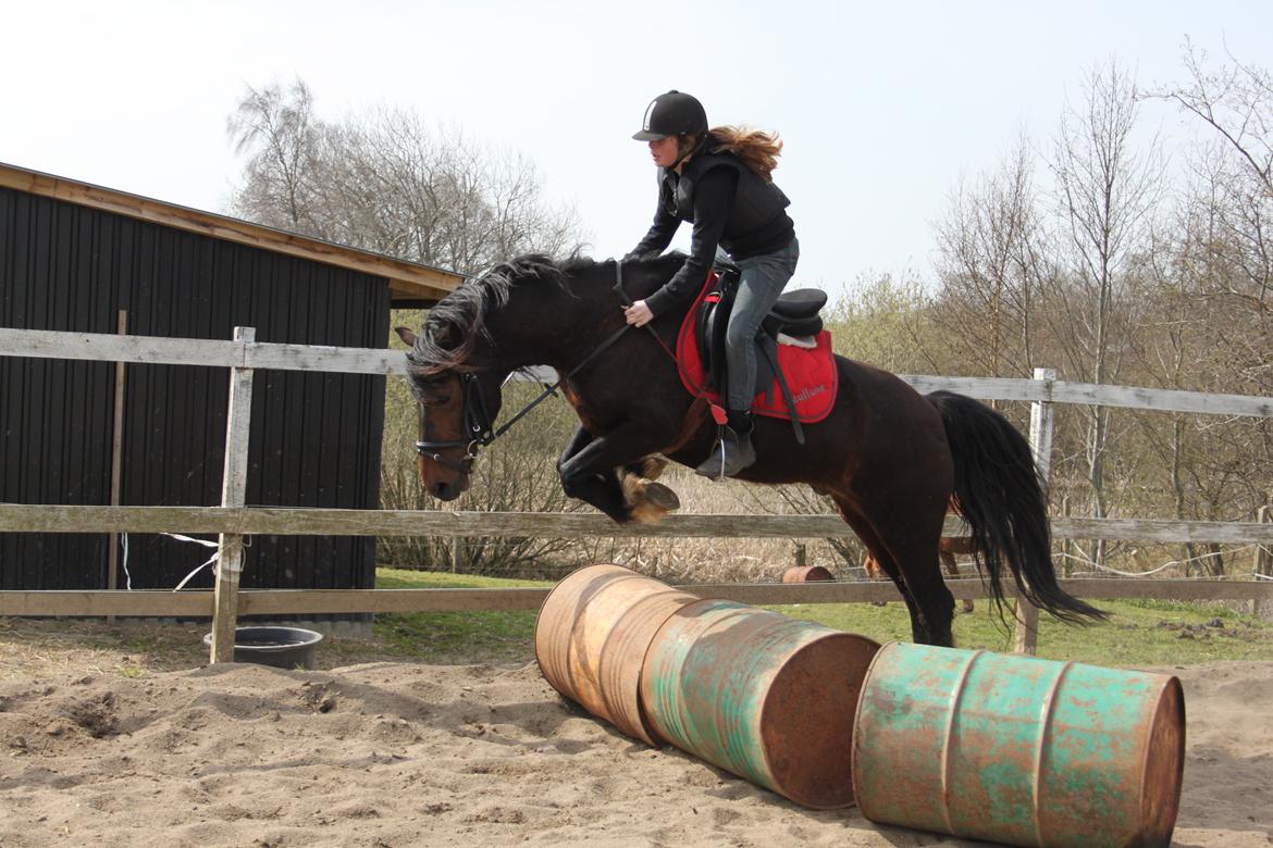 Welsh Cob (sec D) Stallone  - Over tønder for første gang:O billede 16