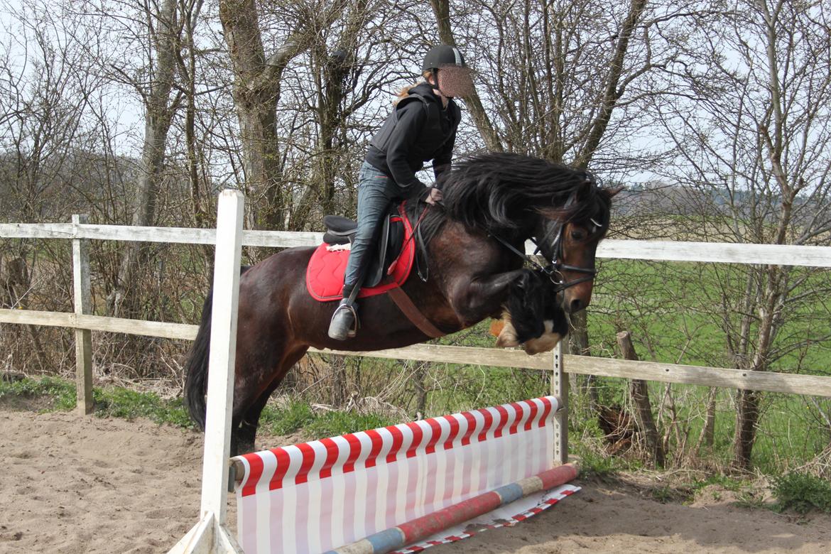 Welsh Cob (sec D) Stallone  - Total awersome! billede 17
