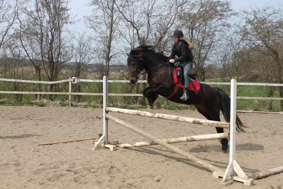 Welsh Cob (sec D) Stallone  - Min dejlige springer 94 vores reckord!! (for lange stigebøjler) billede 6