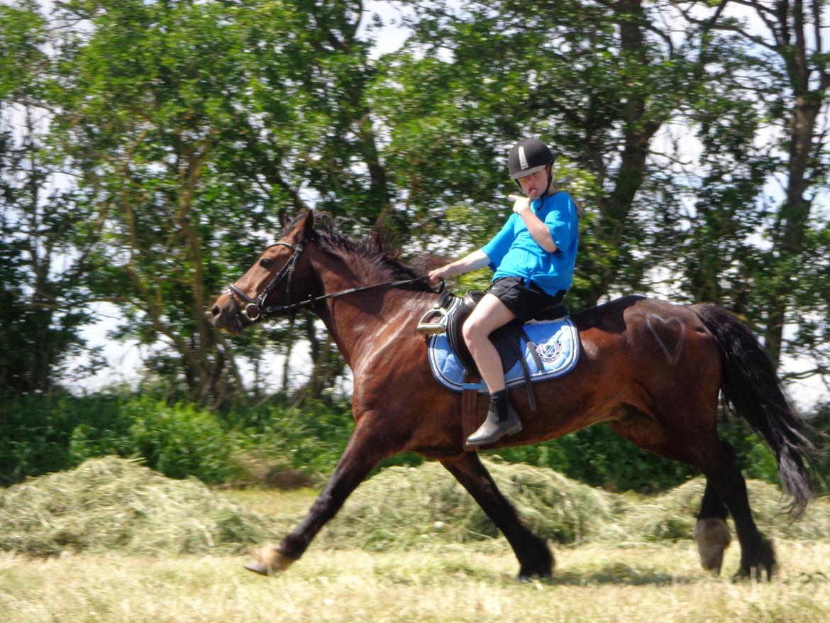 Welsh Cob (sec D) Stallone  - Fordi det er dig og mig!<3 billede 18