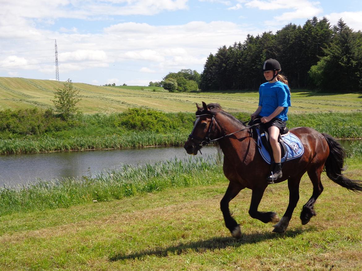 Welsh Cob (sec D) Stallone  - Dejligen! billede 10