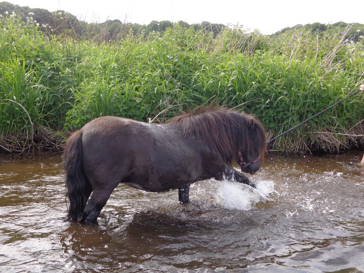 Shetlænder Milimeter billede 12