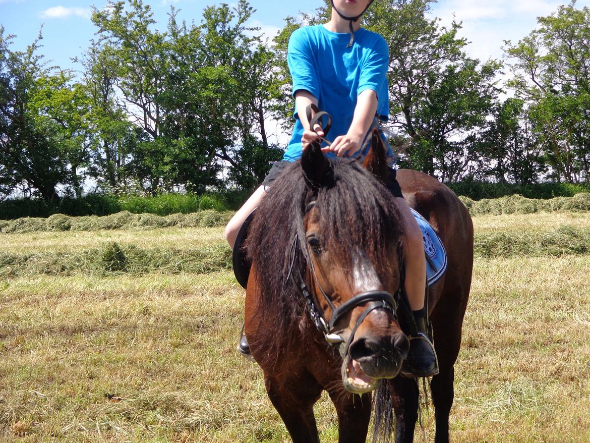 Welsh Cob (sec D) Stallone  - ´Fucktard´ xD billede 7