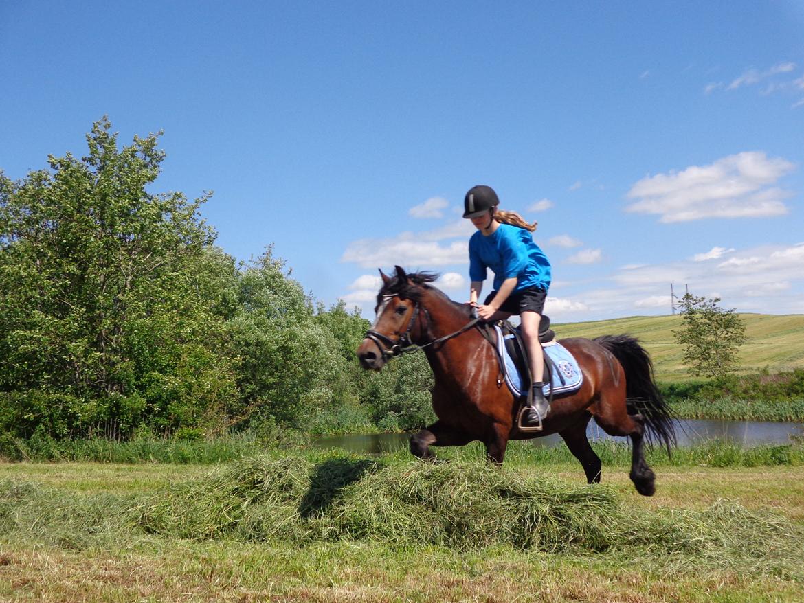 Welsh Cob (sec D) Stallone  - Et meget dårligt forsøg på at side normalt i sadlen!!xD billede 3