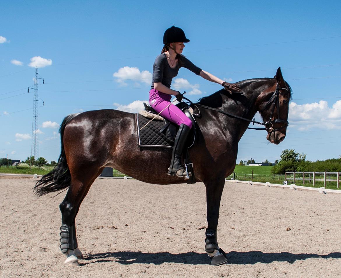 Hollandsk Varmblod Annika billede 26