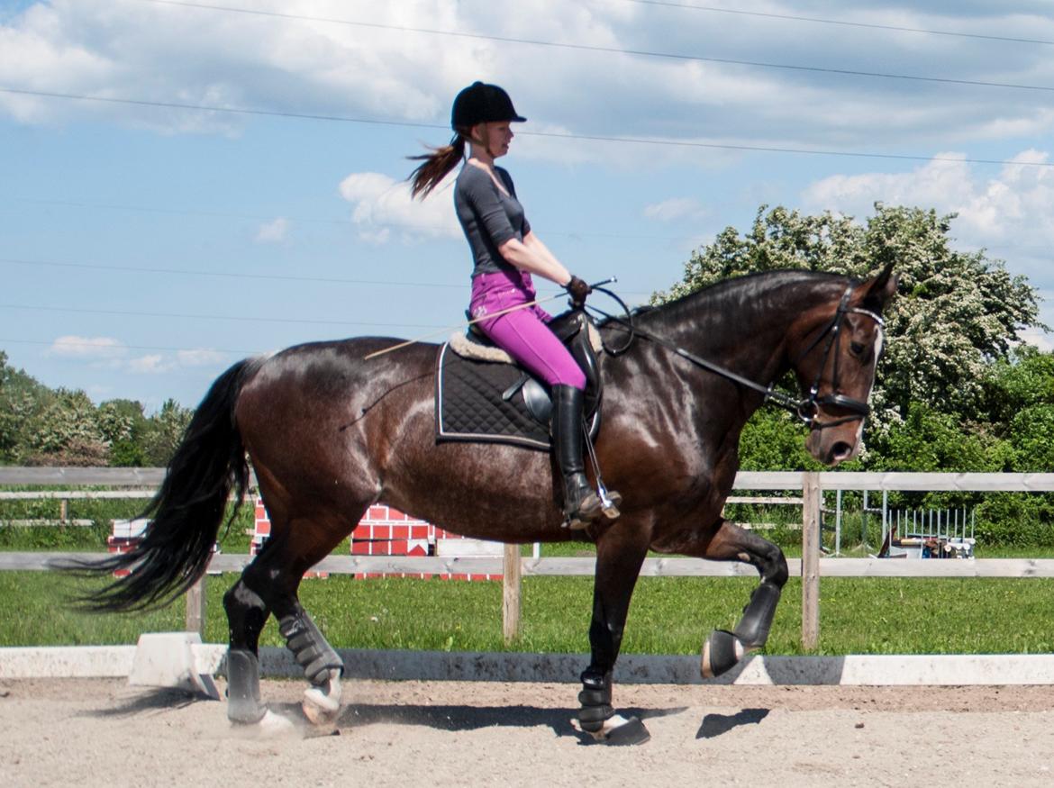 Hollandsk Varmblod Annika billede 28