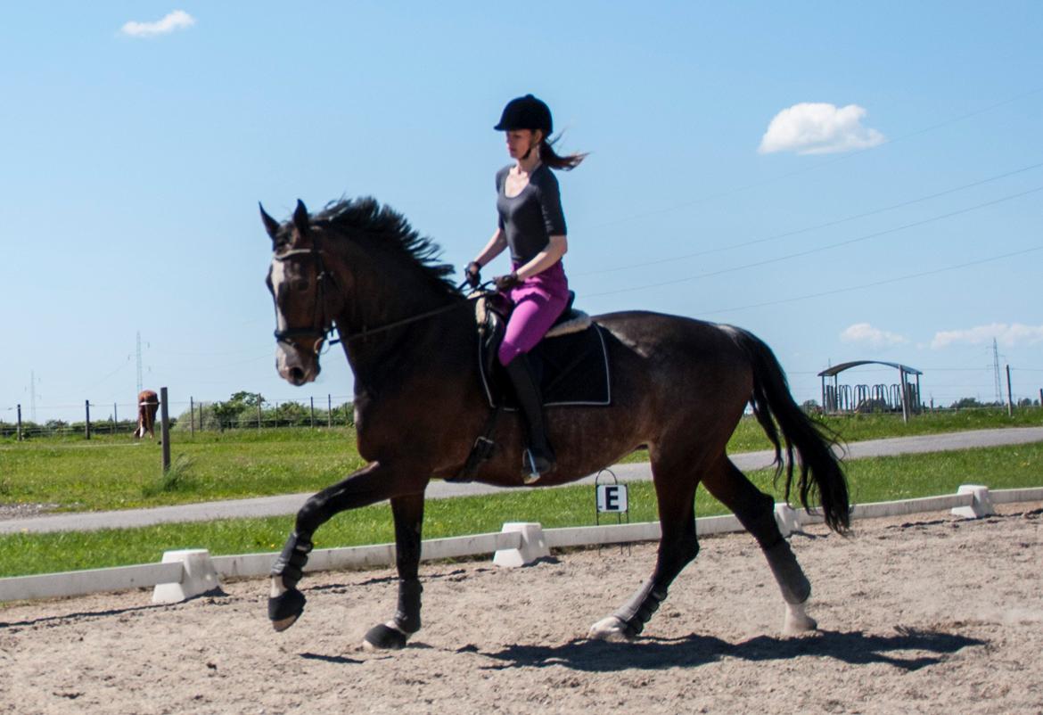 Hollandsk Varmblod Annika billede 30