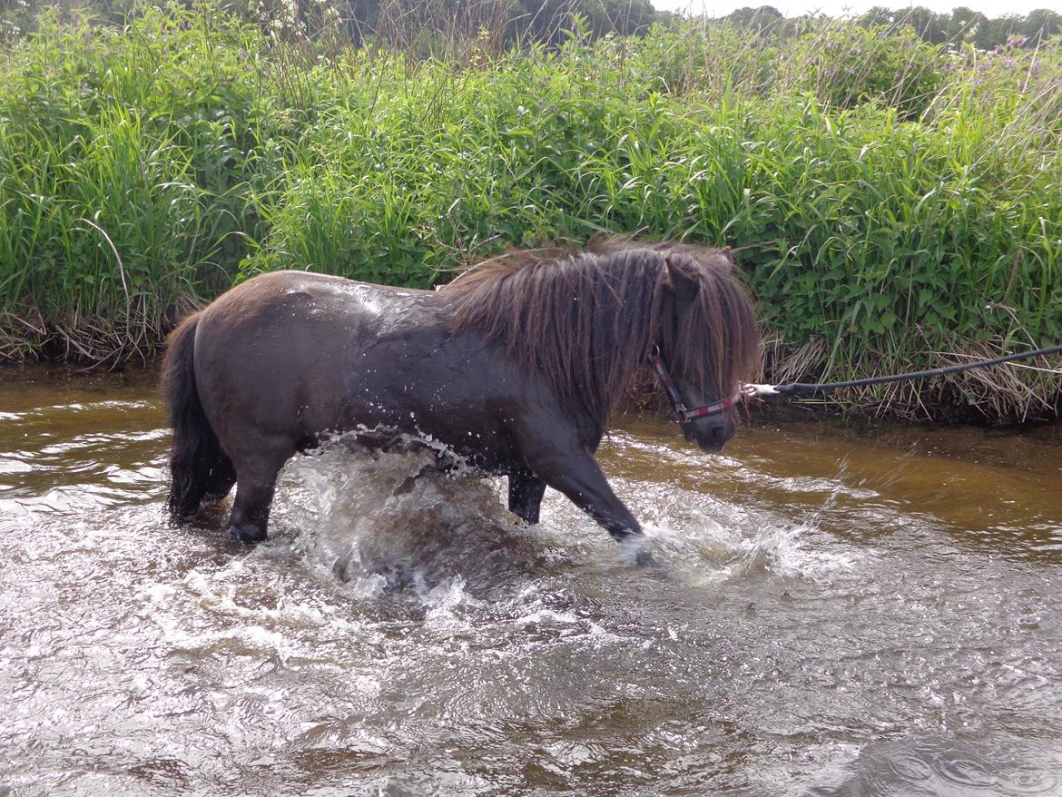 Shetlænder Milimeter billede 9