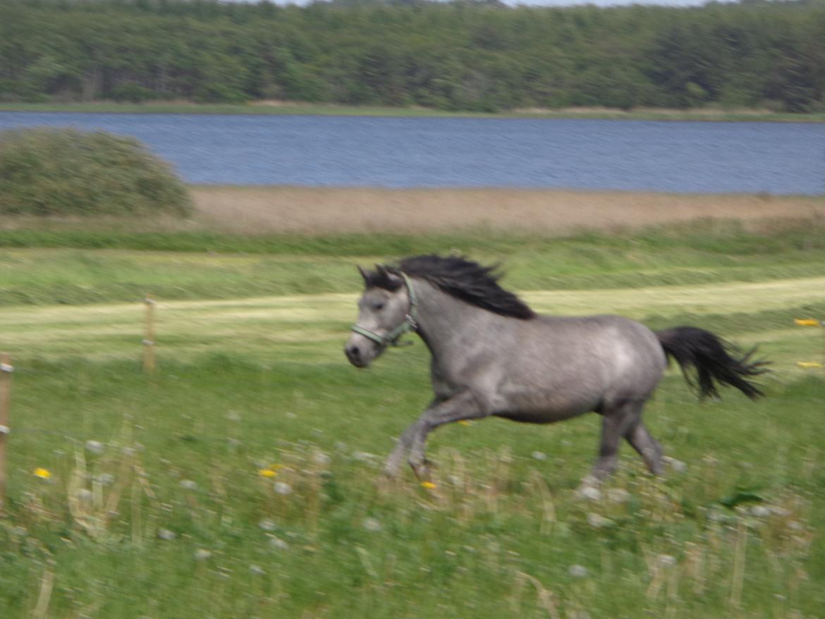 Anden særlig race Wickmans Bombay billede 13