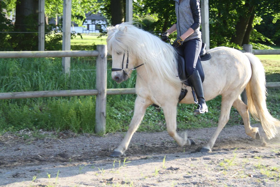 Islænder Lilja fra Skibdal billede 2