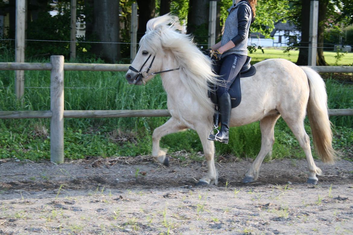 Islænder Lilja fra Skibdal billede 3