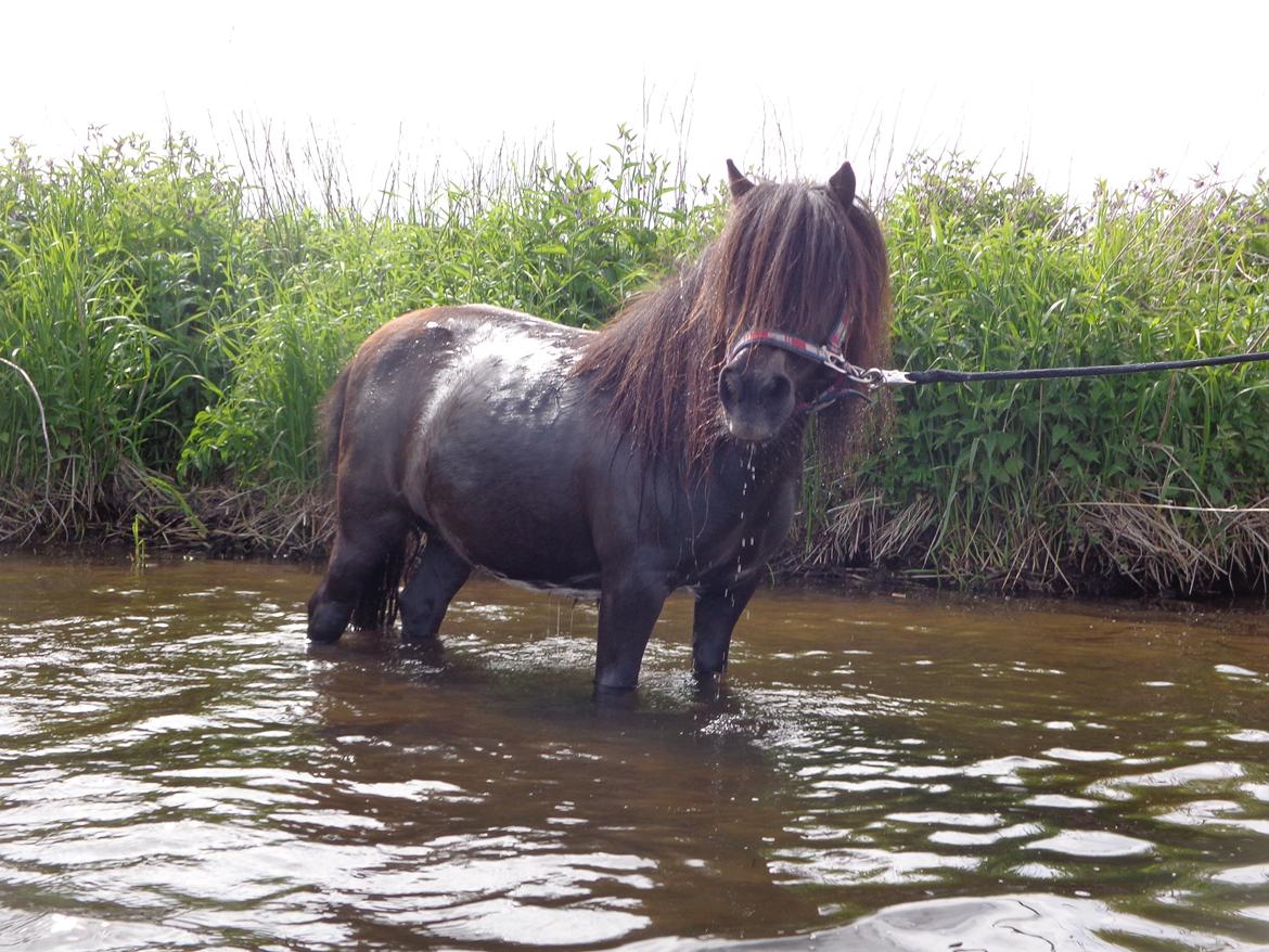 Shetlænder Milimeter billede 8