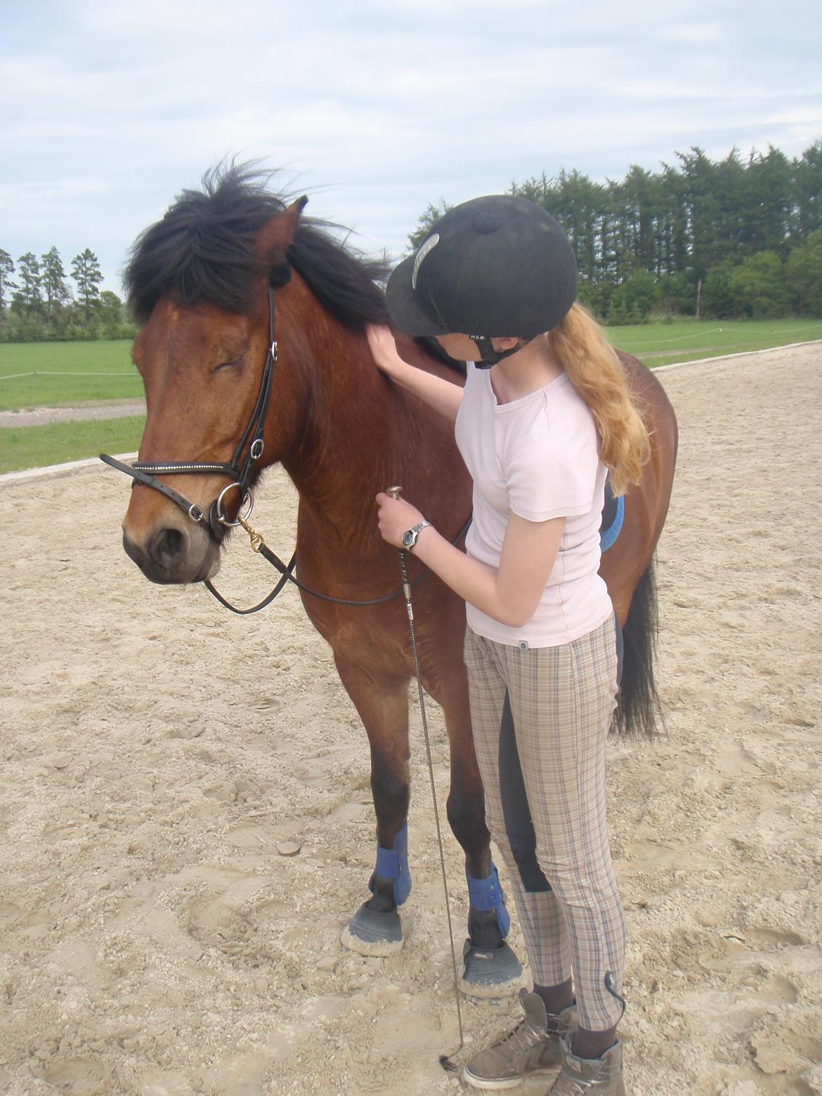 Islænder Magnus teglum - Magnus d. 5/6-2013<3 Han er blevet så sej til dressur!:) billede 9