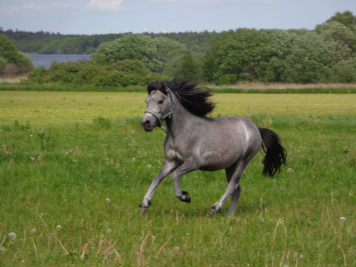Anden særlig race Wickmans Bombay - Velkommen til Bombays profil billede 1