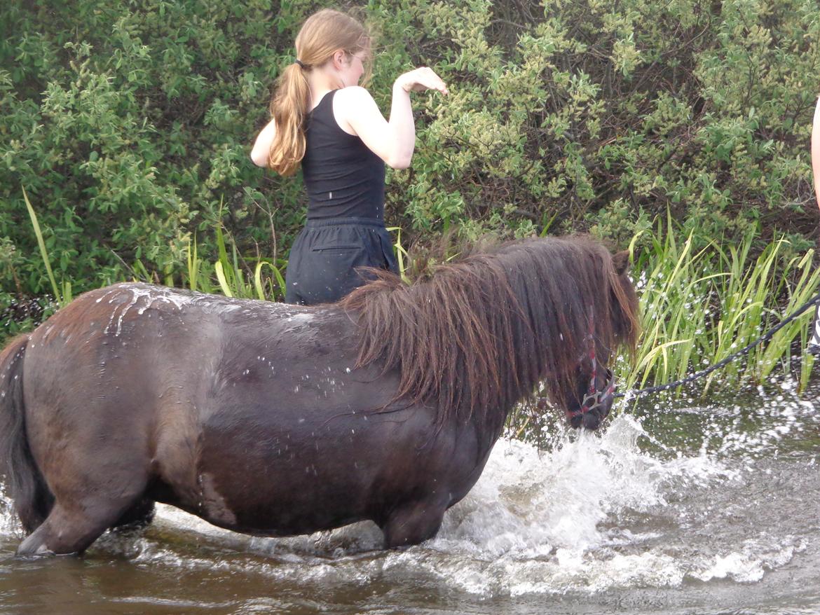 Shetlænder Milimeter - Aha elsker det billed ;P billede 4