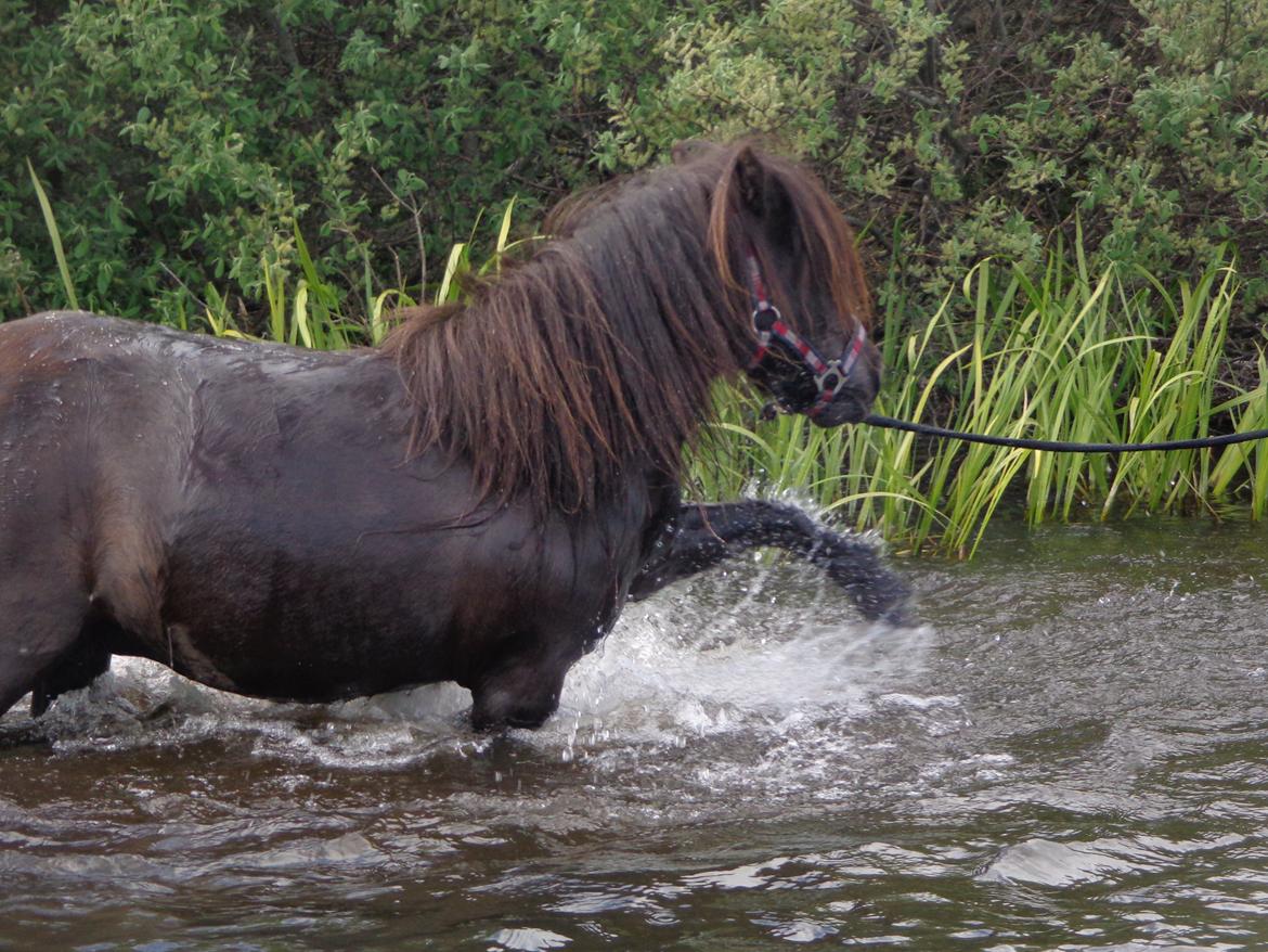 Shetlænder Milimeter billede 2