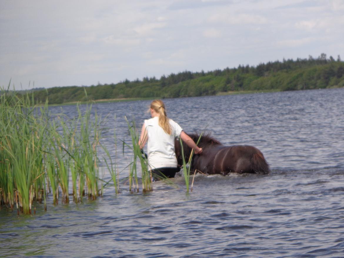 Shetlænder Milimeter - Tak fordi i kiggede :) billede 14