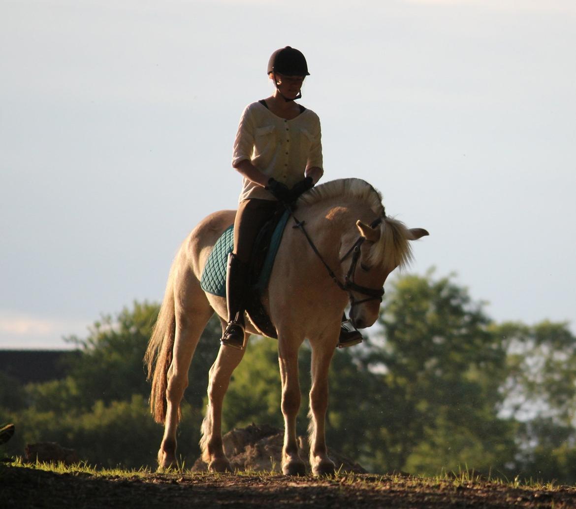 Fjordhest Lamhaves Confetti - Lamhaves Confetti i skoven for første gang alene med rytter.
Juni 2013 billede 10