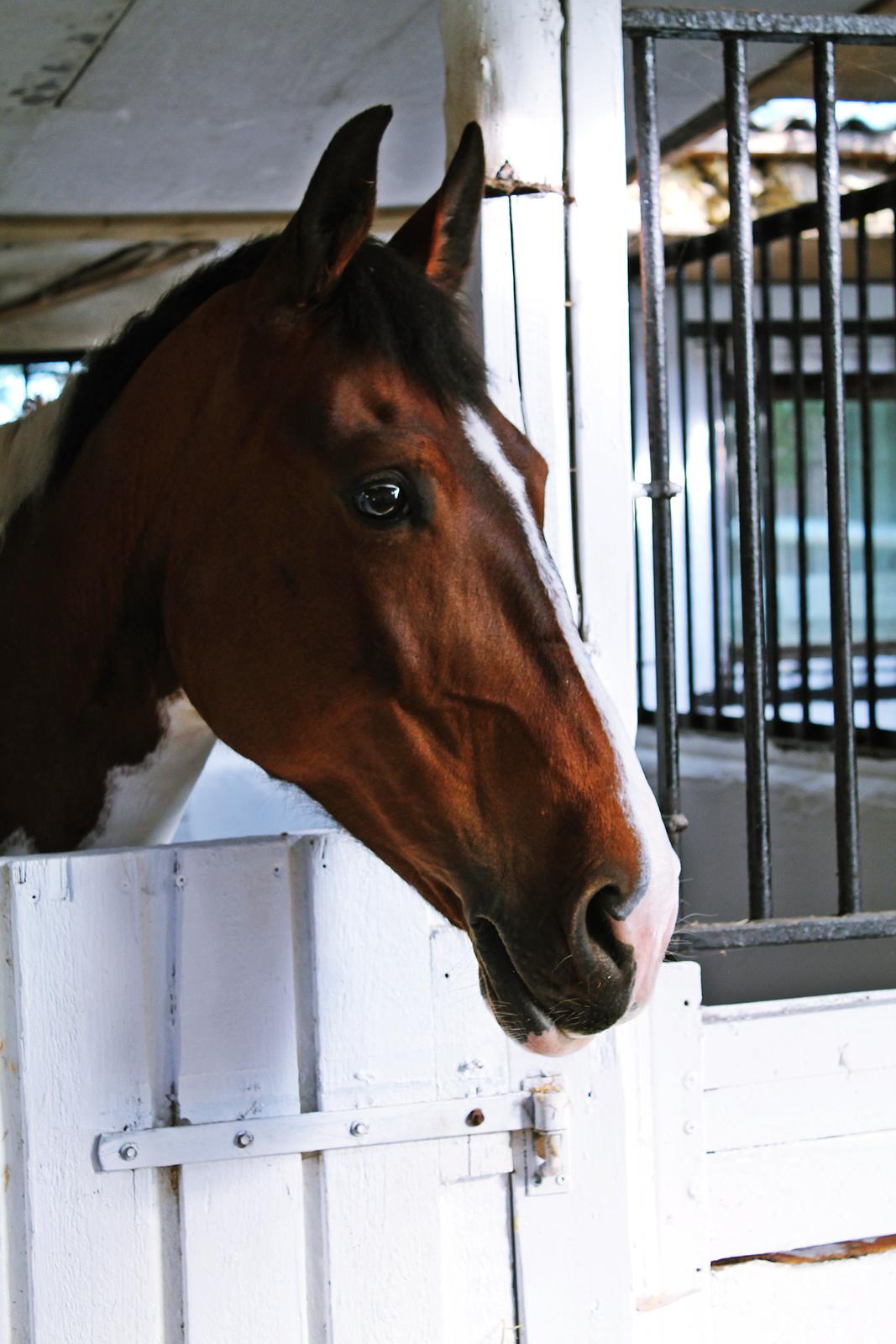 Pinto Cianette (Cia) billede 10