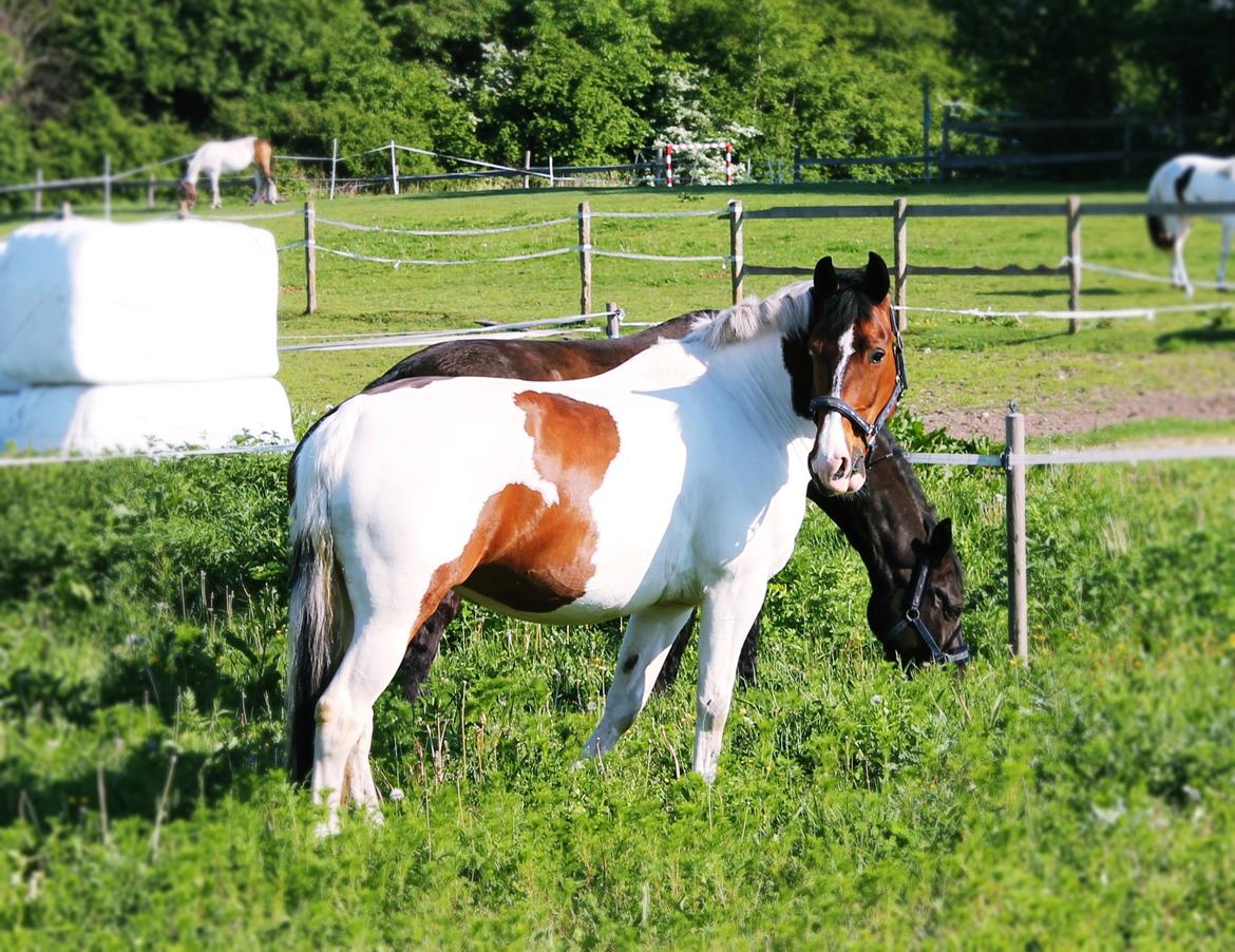 Pinto Cianette (Cia) billede 18