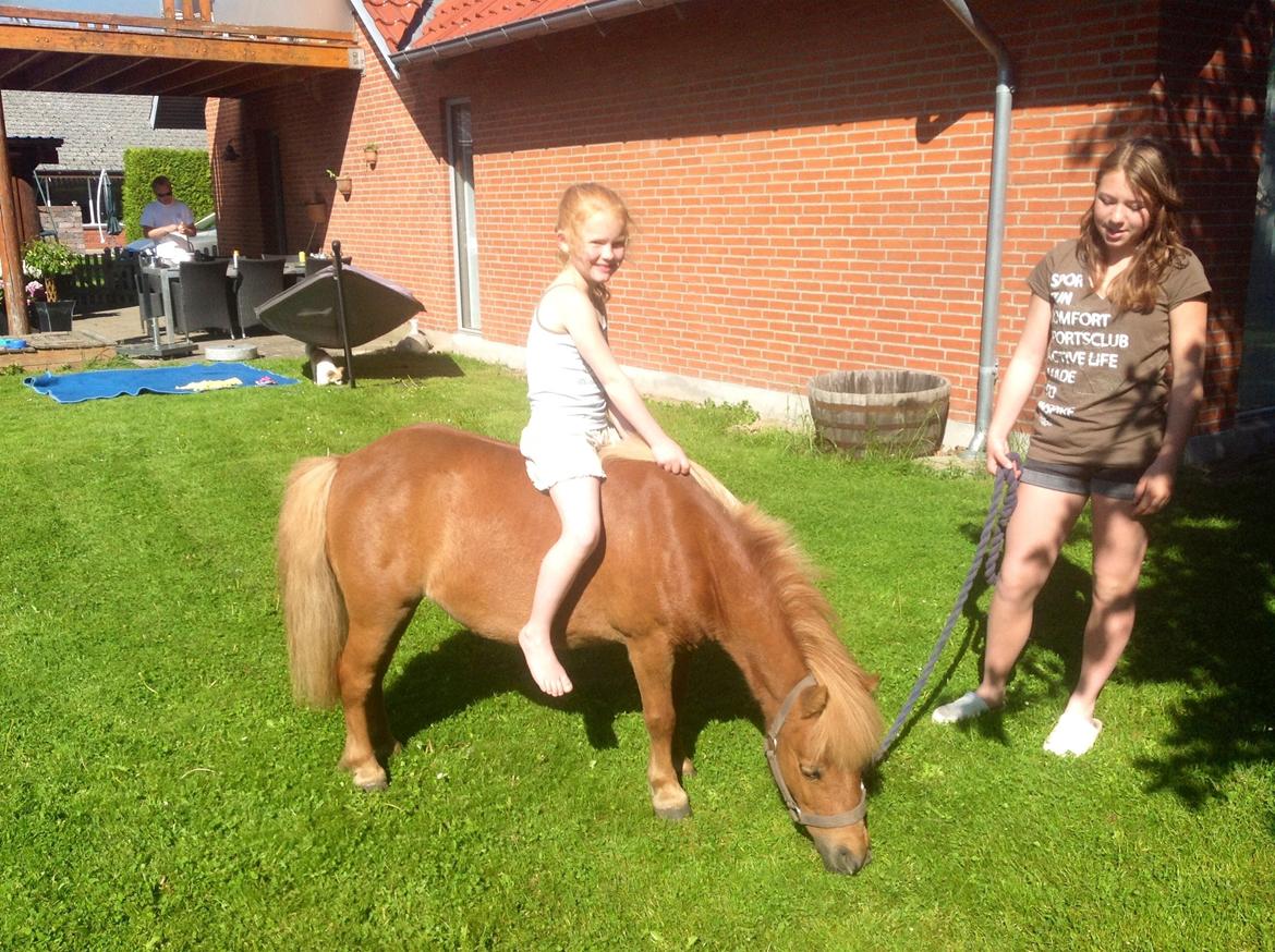 Shetlænder Chalotte - Det er i vores dejlige have hun lige fik lov at komme ind i og jeg kan lige låge får at der blev spist meget lækkert græs :)  billede 14